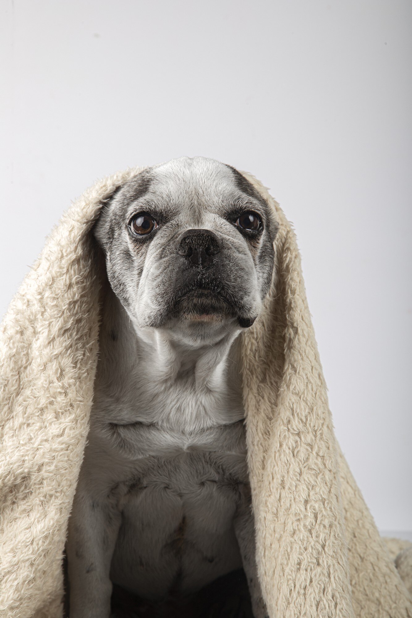 Bulldog francez în pătură