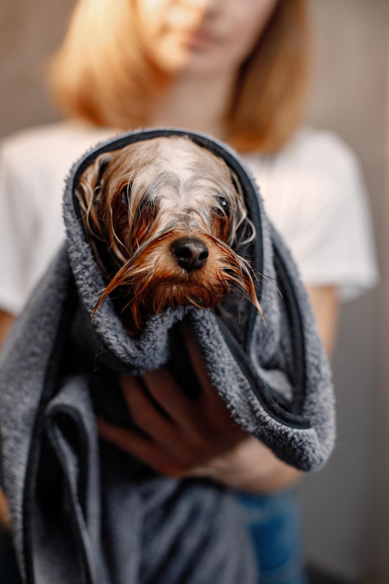 Yorkshire Terrier în prosop